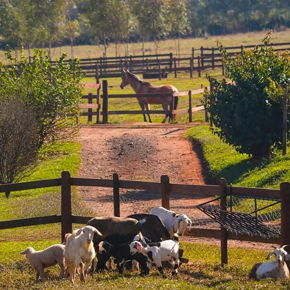 animales en granja