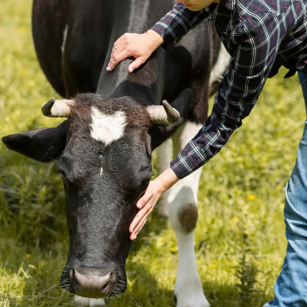 vaca