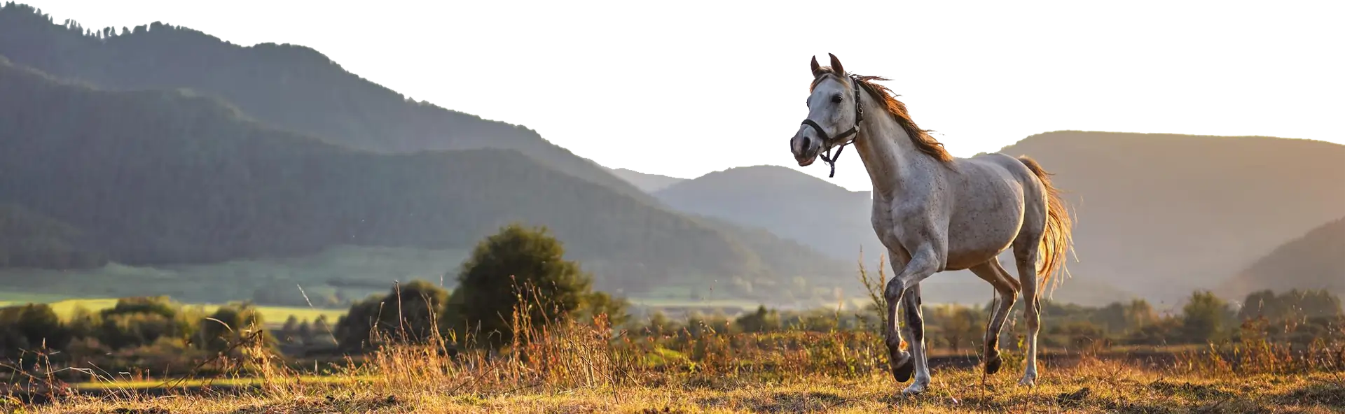 caballo
